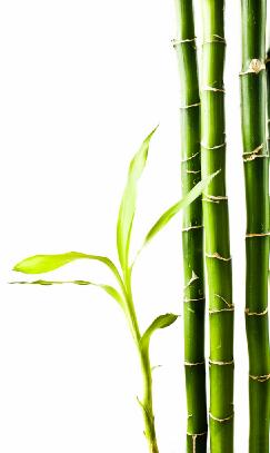 bambusstilisiert